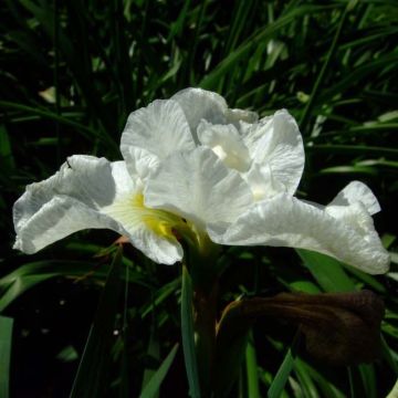 Iris sibirica Harpswell Happiness - Siberian Iris