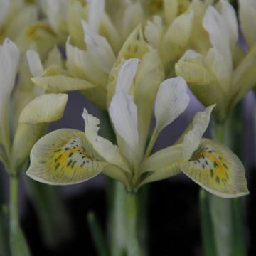 Iris histrioides Katharines Gold