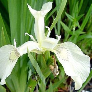 Iris pseudacorus Creme de la Creme - Yellow Flag