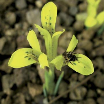 Iris reticulata danfordiae - Netted iris