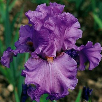 Iris Ruffled Goddess - Tall Bearded Iris