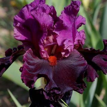 Iris Saturn - Tall Bearded Iris