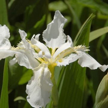 Iris sibirica Snow Queen - Siberian Iris