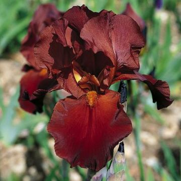 Iris Vitafire - Tall Bearded Iris