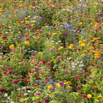 Flower Meadow Seed.