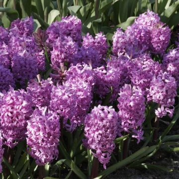 Hyacinthus x orientalis Améthyste