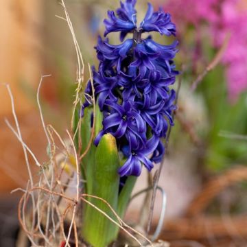 Hyacinthus x orientalis Blue pearl