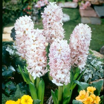 Hyacinthus x orientalis City of Bradford