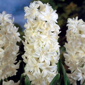 Hyacinthus x orientalis Madame Sophie