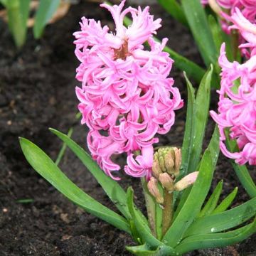 Hyacinthus x orientalis Pink Pearl