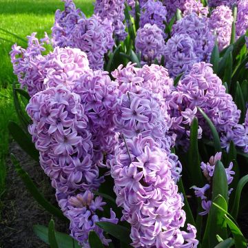 Hyacinthus x orientalis Splendid Cornélia