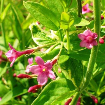 Jasminum beesianum - Red jasmine