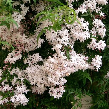 Jasminum polyanthum - Pink Jasmine