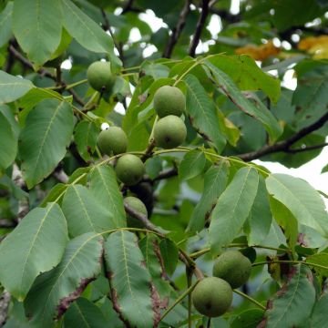 Common Walnut Fernor - Juglans regia