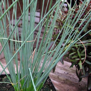 Juncus inflexus Blue Arrows