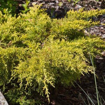 Juniperus chinensis x sabina (x pfitzeriana, x media) Goldkissen