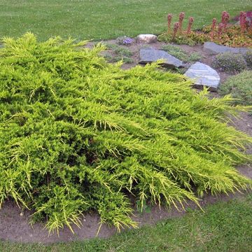 Juniperus (x) media  Pfitzeriana Aurea