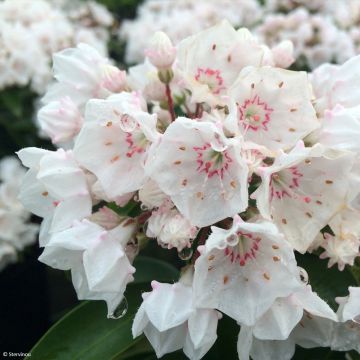 Kalmia latifolia Zebulon