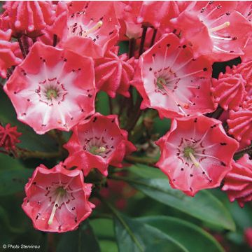 Kalmia latifolia Pinkobello - Mountain Laurel