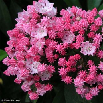 Kalmia latifolia You Can - Mountain Laurel