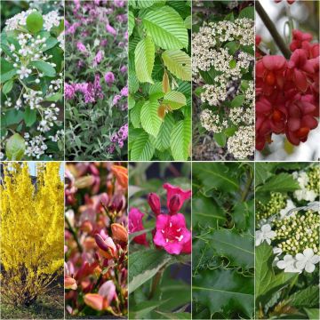 Ecological Countryside Hedge Kit