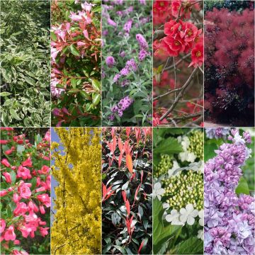 Flowering Eco Hedge Collection for Limestone Soil