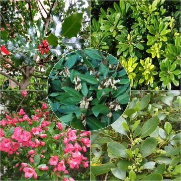 Coastal Eco Evergreen Hedge Collection