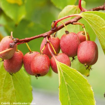 Hardy Kiwi Ken's Red (female) - Actinidia arguta