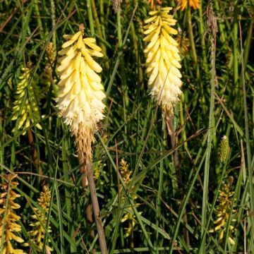 Kniphofia Pineapple Popsicle - Red Hot Poker