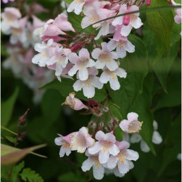 Kolkwitzia amabilis Pink Cloud - Beauty Bush