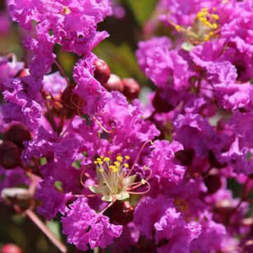 Lagerstroemia indica Terre Chinoise - Crape Myrtle