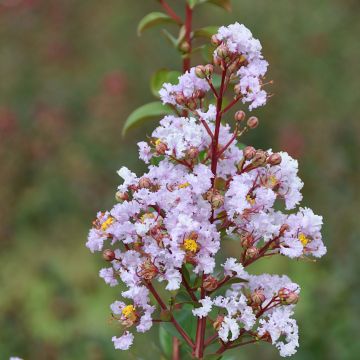 Lagerstroemia indica Camaïeu dEte Indycam - Crape Myrtle