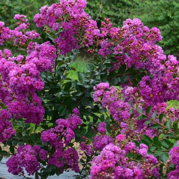 Lagerstroemia indica Indyvio Summer Violet - Crape Myrtle