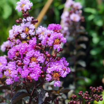 Lagerstroemia indica Black Diamond Lavender Lace - Crape Myrtle