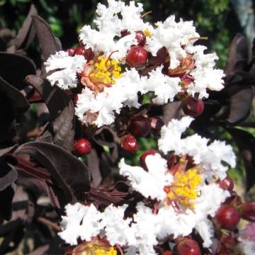 Lagerstroemia indica Black Solitaire Pure White - Crape Myrtle