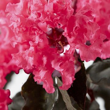 Lagerstroemia indica Black Solitaire Shell Pink - Crape Myrtle
