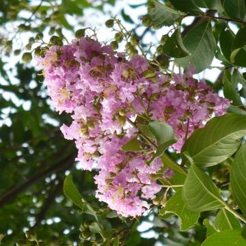 Lagerstroemia indica Mauve - Crape Myrtle