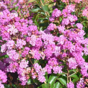 Lagerstroemia indica Summer Beauty Ozark Spring - Crape Myrtle