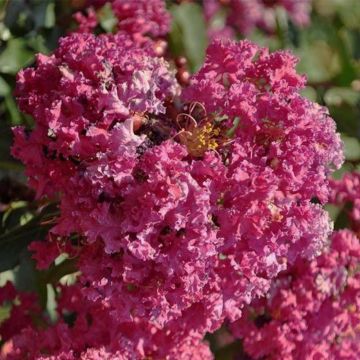 Lagerstroemia indica Summer Beauty Velmas Royal Delight - Crape Myrtle