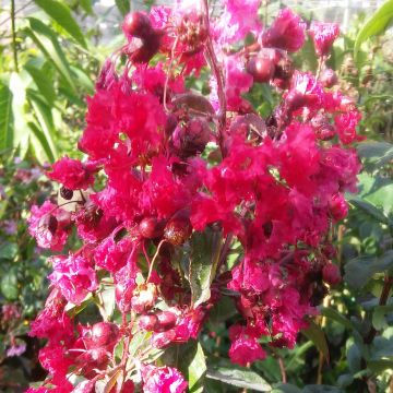 Lagerstroemia indica Summer Beauty Victor - Crape Myrtle