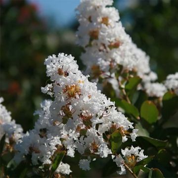 Lagerstroemia indica Summer Charm Acoma - Crape Myrtle