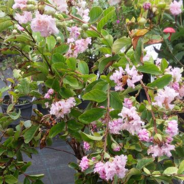 Lagerstroemia indica Summer Charm Hopi - Crape Myrtle