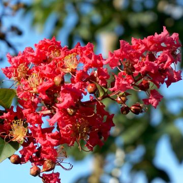 Lagerstroemia indica Summer Charm Tuscarora - Crape Myrtle