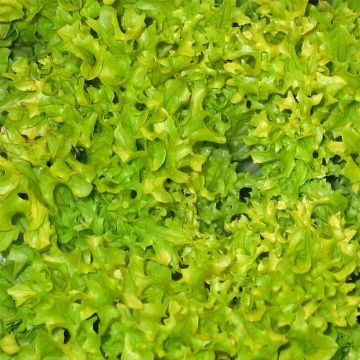 Loose leaf Lettuce Green Salad Bowl