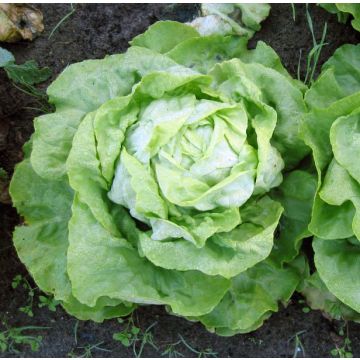 Butterhead lettuce Appia - Ferme de Sainte Marthe seeds