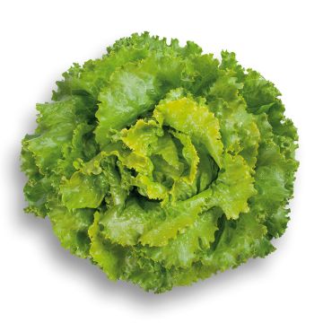 Batavia Lettuce Décision - Lactuca sativa