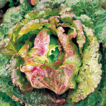 Iceberg Lettuce Goutte de Sang - Ferme de Sainte Marthe seeds