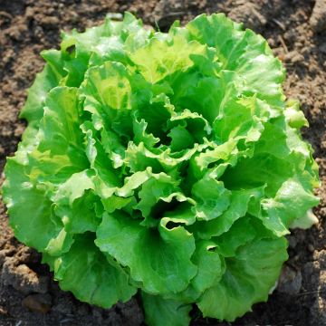 Iceberg Lettuce La Brillante - Ferme de Sainte Marthe seeds