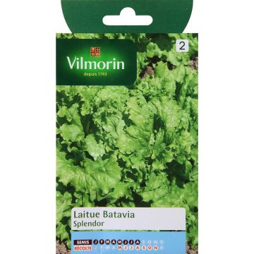 Lettuce Splendor - Lactuca sativa
