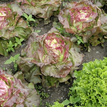 Lettuce Brune d'hiver - Lactuca sativa